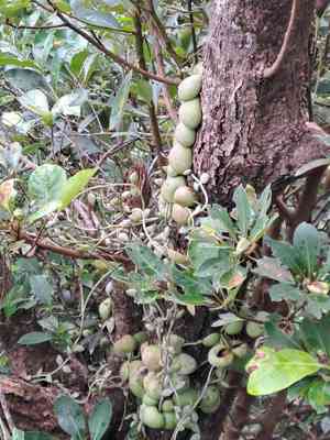 Dischidia (Dischidia)(Dischidia)