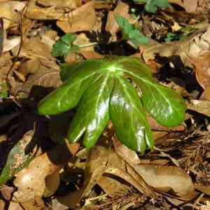 Mayapple (Podophyllum)(Podophyllum)