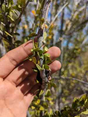 Wild lime (Adelia)(Adelia)