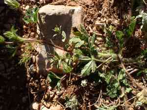 Marshmallows (Althaea)(Althaea)