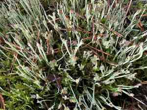 Smooth horn lichen(Cladonia gracilis)