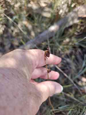 Large flying duck orchid(Caleana major)