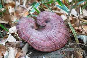Reishi(Ganoderma lucidum)