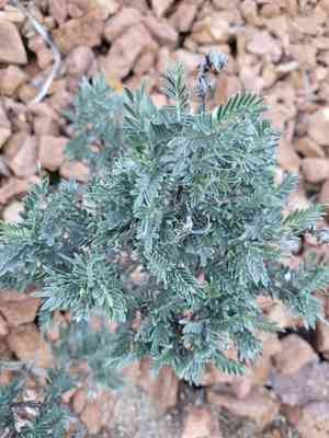 Anthyllis (Anthyllis)(Anthyllis)