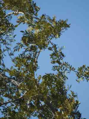 Ironwood (Olneya)(Olneya)