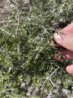 Soapbush(Porlieria angustifolia)