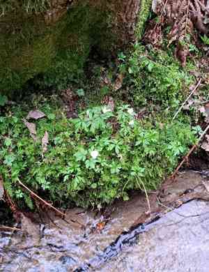 Wood anemone(Anemone nemorosa)