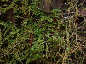 Menzies' metaneckera moss(Metaneckera menziesii)