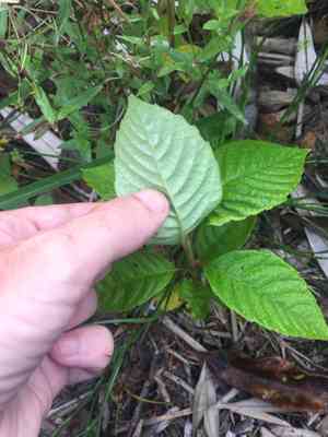 Happy tree(Camptotheca acuminata)