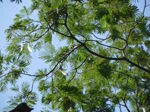 Cebil, Curupay, Angico(Anadenanthera colubrina)