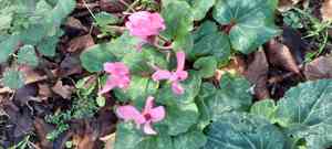 Alpine violet (Cyclamen)(Cyclamen)