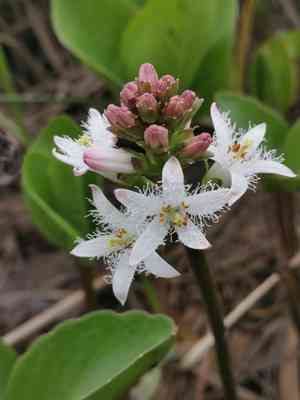 Bogbean (Menyanthes)(Menyanthes)
