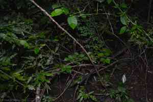 Bridal veil stinkhorn(Phallus indusiatus)