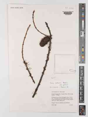 Chinese larch(Larix potaninii)