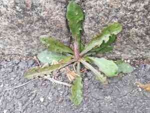 Chondrilla (Chondrilla)(Chondrilla)