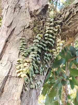 Dischidia (Dischidia)(Dischidia)