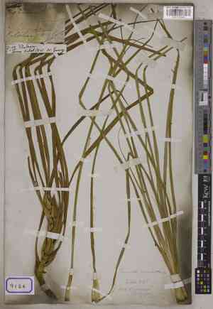 Pandans (Pandanus)(Pandanus)