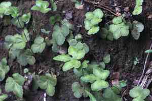 Hemionitis (Hemionitis)(Hemionitis)