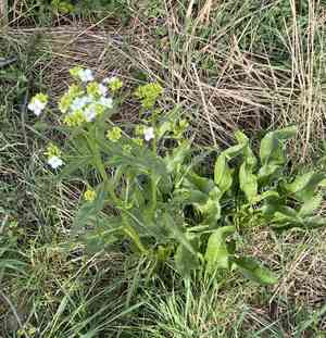 Horseradishes (Armoracia)(Armoracia)