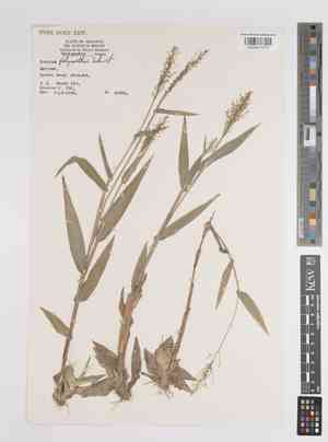 Roundseed panicgrass(Panicum polyanthes)