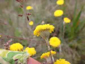 Scaly-buttons(Leptorhynchos squamatus)