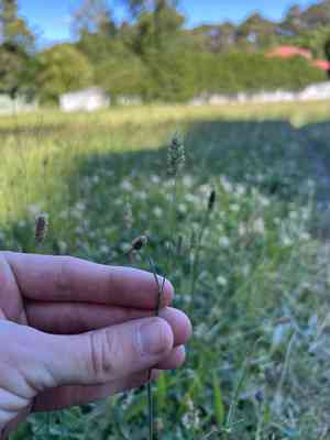 Phalaris (Phalaris)(Phalaris)
