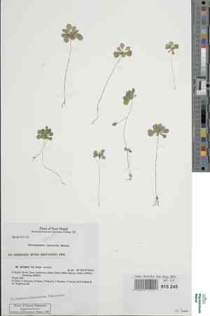 Kingdonia uniflora(Kingdonia uniflora)