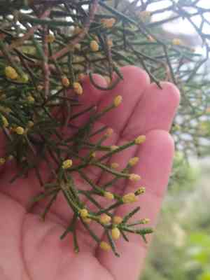 Mexican cypress(Cupressus lusitanica)