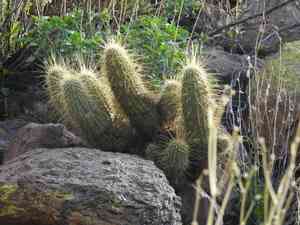 Pinkflower hedgehog cactus(Echinocereus bonkerae)