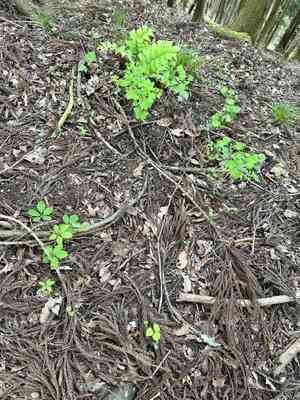 Ginkgo (Ginkgo)(Ginkgo)