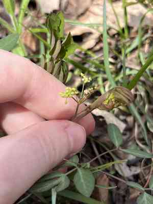 Taenidia (Taenidia)(Taenidia)