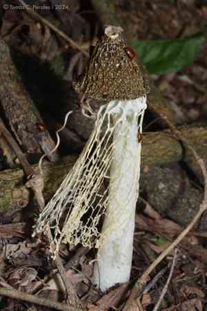 Bridal veil stinkhorn(Phallus indusiatus)