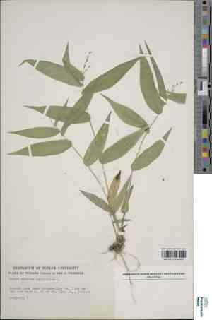 Broad-leaved panic grass(Panicum latifolium)