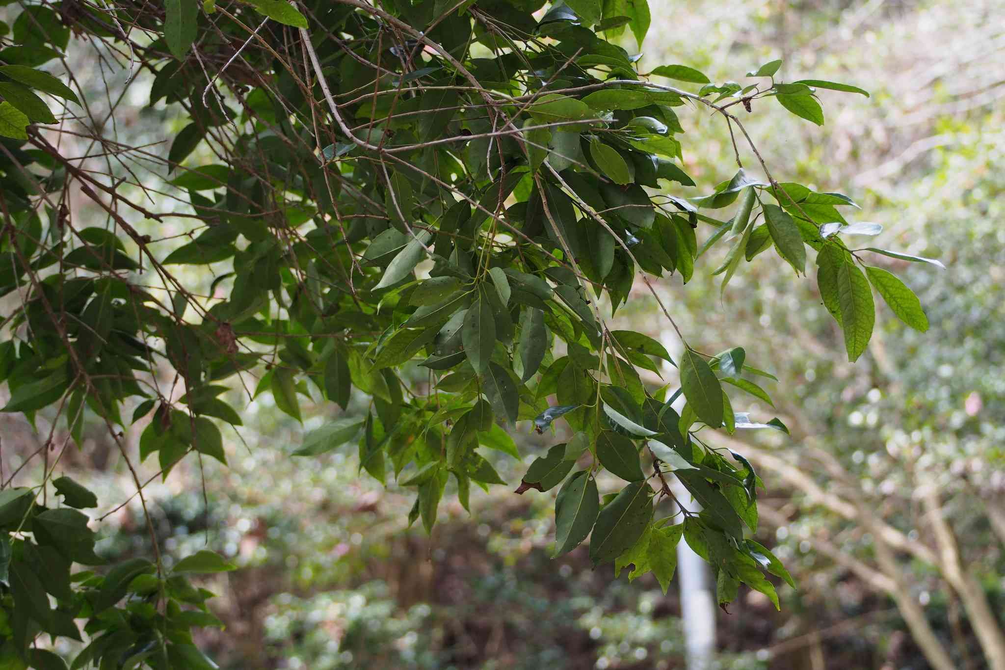 Peach-leaf holly(Ilex chinensis)