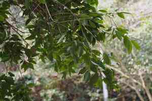 Peach-leaf holly(Ilex chinensis)