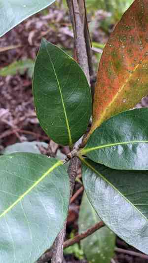 Chinese guger tree(Schima superba)