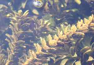 Waterthyme(Hydrilla verticillata)