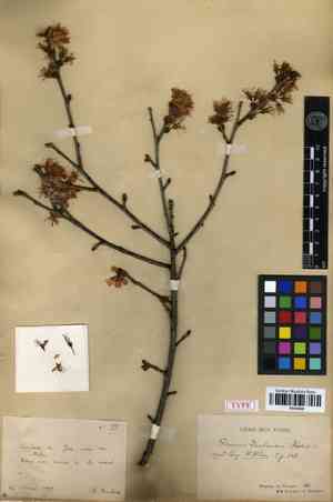 Yunnan cherry(Prunus yunnanensis)