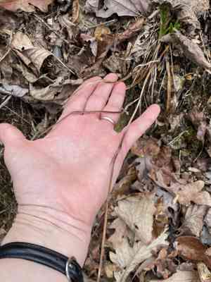 Camas (Amianthium)(Amianthium)