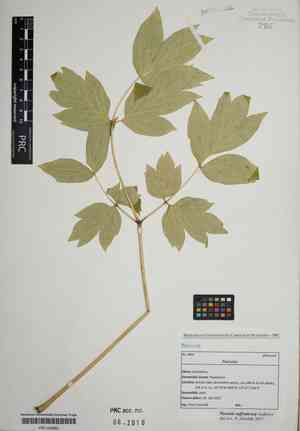 Tree peony(Paeonia suffruticosa)