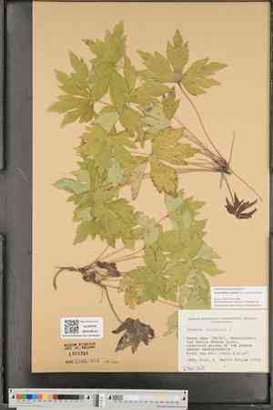 Canadian anemone(Anemonidium canadense)