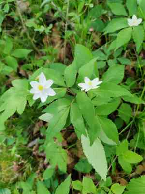Three-leaved windflower(Anemone trifolia)