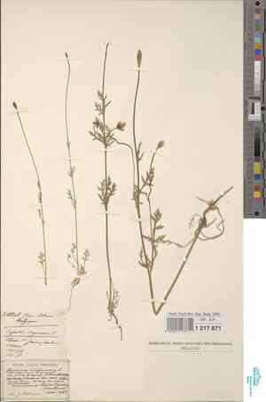 Long pricklyhead poppy(Papaver argemone)