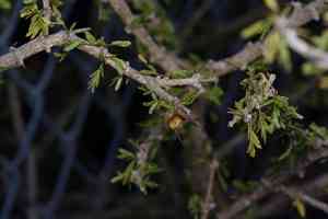 Soapbush(Porlieria angustifolia)