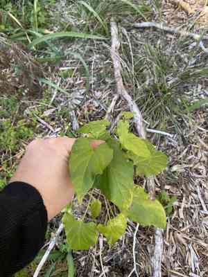 Talayote(Cynanchum racemosum)