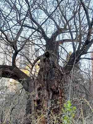 Crack willow(Salix fragilis)