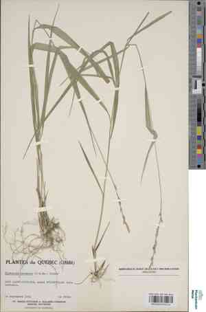 Blackseed ricegrass(Oryzopsis racemosa)