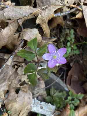 Blue windflower(Anemone oregana)