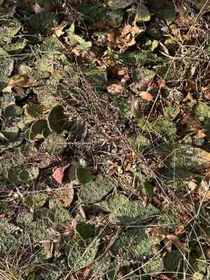 Cockspur pricklypear(Opuntia pusilla)