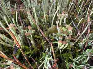Smooth horn lichen(Cladonia gracilis)